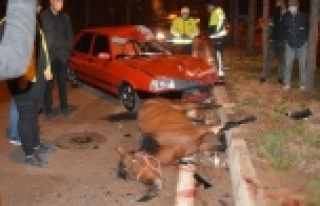 Ahırdan kaçan at, kazada telef oldu