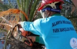 Alanya Belediyesi sokağa çıkma yasağını fırsata...