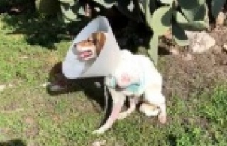 Alanya'da ayağı ampute edilen köpeği iyileşmeden...
