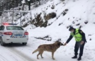 Alanya'da jandarmadan sokak hayvanlarına yiyecek