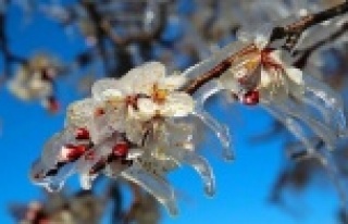 Alanya için don uyarısı yapıldı!