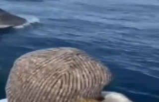 Antalya’da yunuslar tekneyle yarıştı, balıkçılar...