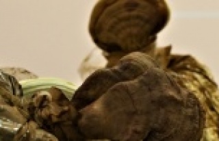 Bu mantar altından pahalı