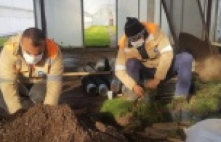 Büyükşehir susuzluğa dayanıklı çim üretiyor