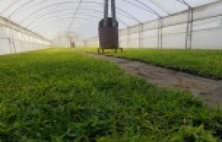 Büyükşehir susuzluğa dayanıklı çim üretiyor