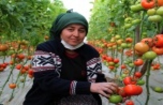 Domates üreticilerinden aracı tepkisi