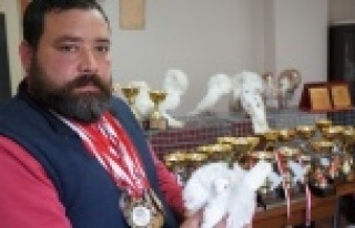 Ev araba parasına güvercin