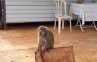 Evinde maymun ve keklik besleyen kişiye 2 bin 763...