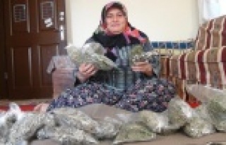 Geçimini dağlarda yetişen otlardan sağlıyor