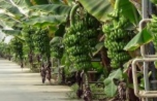 Güneş enerjili muz serası için ihale yapılacak