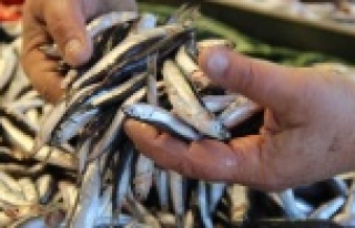 Hamsi avcılığı kısmi olarak durduruldu