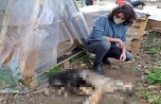 Her akşam beslediği yavru köpekleri bir gün beslemedi,...