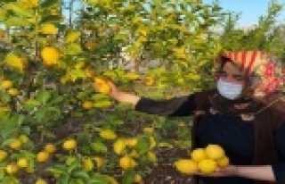 Kadın çiftçiler kısıtlamada da üretime devam...