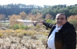 Kaldırılan domuz çiftliğinin atıkları mikrop...