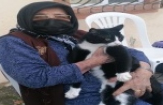 Kedisini severken sertliği hissetti, soluğu jandarmada...