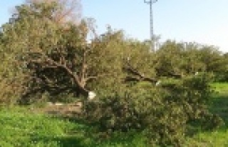 Kesilen narenciye ağaçları başında gözyaşı...
