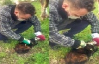 Konserve kutusuna kafasını sıkıştıran kediyi...