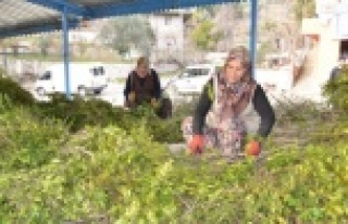 Köylünün yeni geçim kaynağı