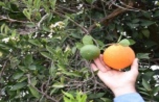 Kumluca’da kış ortasında meyve veren ağaçlar...