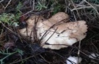 Mantar toplarken kaybolan kadını jandarma buldu