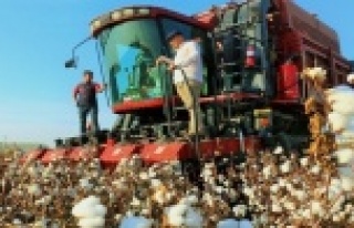 Pamuğun fiyatı, 1 lira 20 kuruşluk devlet desteği...