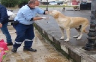 Sokağa çıkma kısıtlamasında sokak hayvanları...