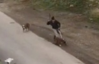 Sopayla köpeklerini döven kadınına ceza