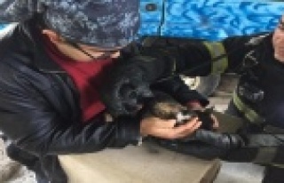 Yangında boğulmak üzere olan kedi oksijenle hayata...