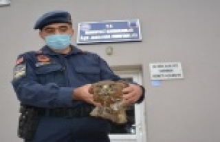 Yaralı atmacaya jandarma şefkati