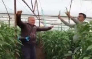 Yeşil biber fiyatındaki artış üreticiye çiftetelli...