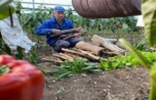 Zirai don uyarısı kadın üreticileri de uyutmadı