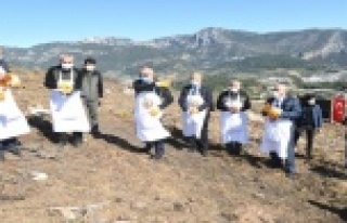 Adrasan'da yanan ormanlık alan yeniden yeşillendiriliyor