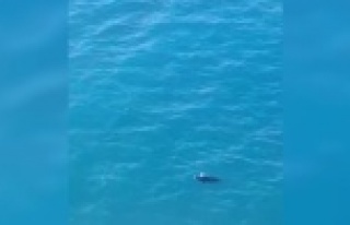 Akdeniz Foku Alanya'da böyle görüldü