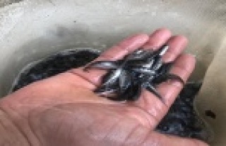 Alabalık üreticisi 700 anaç balıktan, 2 milyon...