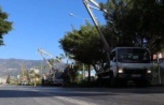 Alanya Belediyesi budama yapıyor