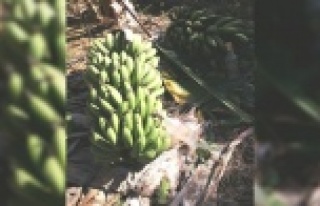 Alanya'da muz hırsızları yakalandı