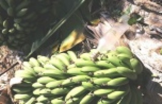 Alanya'da pişkin hırsız! Muzu çalıp bahçeye...