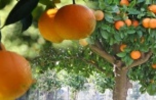 Alanya’da portakal ağacından düşen genç yaralandı