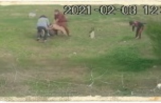 Antalya'da Pitbull dehşeti