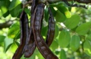 Aromatik bitki üretimine yüzde 75 destek