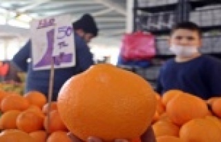 Aşırı sıcaklar ‘Washington’ portakalını...