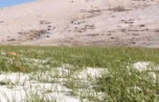 Büyükşehirin ata tohumları çimlendi