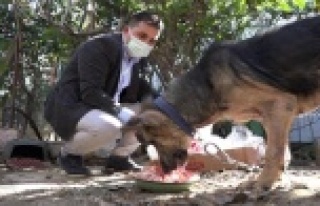 Cezaevinden gelen dilekçe hayvanları ölümden kurtardı