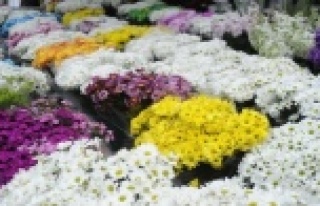 Çiçekçilerde ‘14 Şubat Sevgililer Günü'...