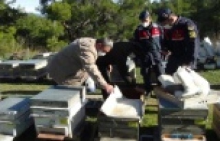 Dedektif gibi iz süren arıcı, çalınan arılarını...