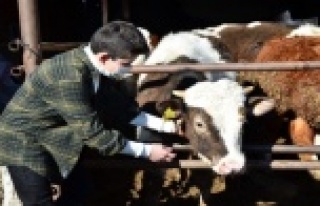 Dedesinin hediye ettiği civcivlerden 221 hayvanlık...