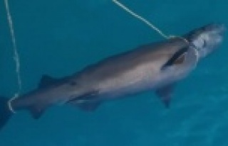 Denizde köpek balığı ölüsü bulundu