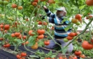 Domates fiyatında düşüş, meyvede rekor artış...