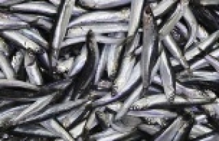 Hamsi yasağının sona ereceği tarih belli oldu!