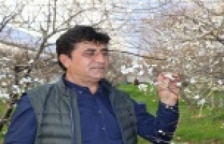 İlk hasatta eriğin kilosu çeyrek altını geçecek